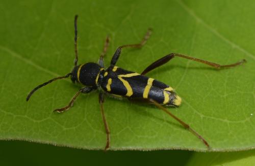 Clytus arietis